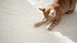Ginger kitten playfully pouncing on a fluffy carpet. Small orange cat engaging in play on soft rug. Concept of energetic pets, playtime activities, and comfortable home environment. Copy space
