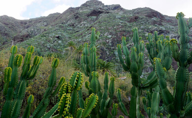 Euphorbia ingens cactus plant on a mountain background of Tenerife,Canary Islands,Spain.Selective focus
