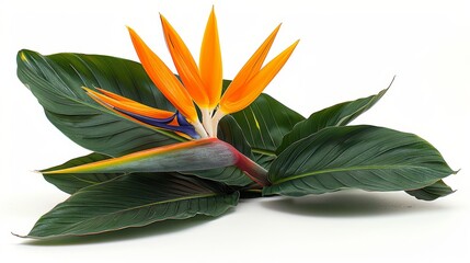 Wall Mural -  a bird of paradise plant with green leaves on a white background with a reflection of the leaves on the ground.