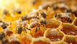 Close up of honey bees working on Honeycomb