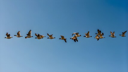 A flock of migrating geese flying in a perfect V formation against a clear blue sky.