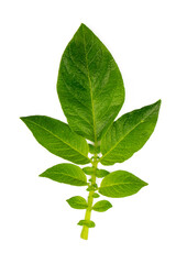 Canvas Print - Potatoes leaf on the white background