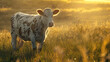 Cow in pasture, golden hour illumination, pastoral clarity, relaxed posture