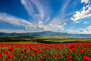 beautiful field of flowering poppies on a background of mountains. beautiful nature of armenia, prov