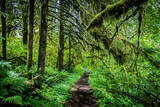 Fototapeta Las - Path in the Oregon forest