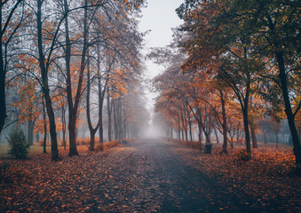 Sticker - Autumn park with a lots of trees in Poland