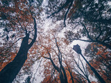 Fototapeta Do pokoju - Autumn park with a lots of trees in Poland