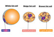 Adipocyte Diagram. Types of Lipocytes: white, brown and beige fat cell. Vector Illustration.