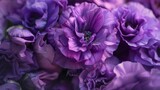violet eustoma flowers close up macro shot