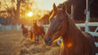 Horses in the stable against the setting sun at golden hour