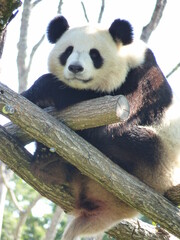 Sticker - Panda dans un parc animalier