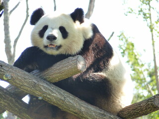 Sticker - Panda dans un parc animalier