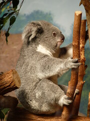 Canvas Print - Koala dans un parc animalier