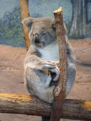 Poster - Koala dans un parc animalier