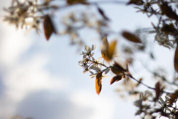 Wall Mural - Blooming flowers of wild apple trees