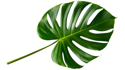 Wall Mural - Tropical monstera leaf on a white summer background, banner, space for text, flat lay