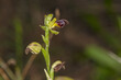 Orquídea silvestre abeja negra (ophrys fusca - ophrys lupercalis)
