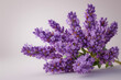 Fragrant lavender flowers bundled together and isolated on a white background. Concept of natural fragrance. Generative Ai.