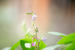 Soybean flower blooming in the garden with blurred background.