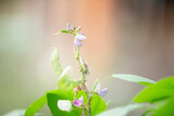 Fototapeta Tulipany - Soybean flower blooming in the garden with blurred background.