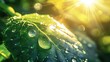 Beauty transparent drop of water on a green leaf macro with sun glare