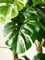  A close-up of a plant with vibrant green leaves, showcasing its lush and healthy foliage
