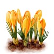 yellow crocuses, watercolor drawing spring flowers with green leaves at white background, hand drawn botanical illustration