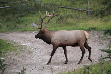 Wall Mural - Elk In The Wild, Jasper National Park, Alberta