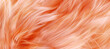 Close-up abstract macro of trendy peach feather texture, apricot fluffy backdrop