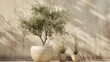 A serene display of an olive tree and grass-like plants in terracotta pots against a textured wall, casting soft shadows.