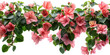 Bougainvillea creeper hanging isolated on transparent background, element remove background, element for design.