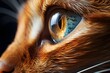 Cat eye macro closeup animal