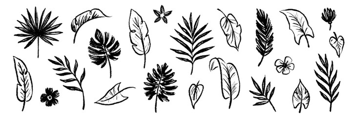 Aufkleber - Palm leaf hand drawn crayon brush illustration. Foliage black tropical jungle leaves monstera, banana tree leaf texture silhouette elements. Hand drawn grunge black texture. Vector illustration.