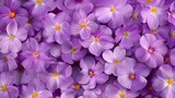 Fototapeta  - Purple primrose background
