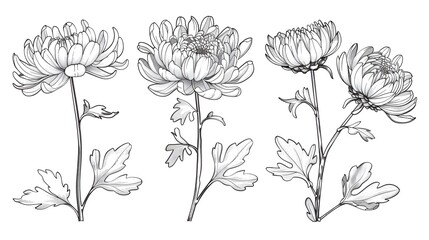 Wall Mural - Set of hand drawn black outline flowers chrysanthemum on stem and leaves isolated on white