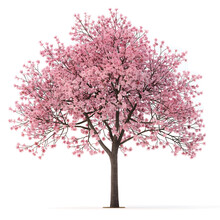 Cherry Blossom Tree On Transparent Background
