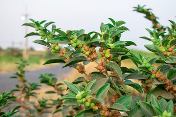 Poster - Ashwagandha green plant or withania somnifera plant is ayurvedic medicine plant