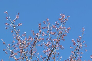 Wall Mural - Phaya suae flower or sakura flower in Thailand