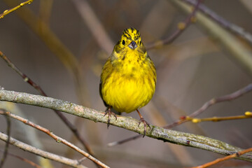 Wall Mural - Goldammer // Yellowhammer (Emberiza citrinella)