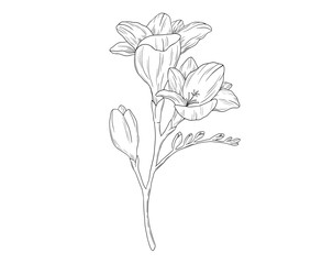 Wall Mural - Hand drawn freesia flower branch illustration. Vector monochrome drawing isolated on white