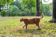 Kitten walking on the grass in the park