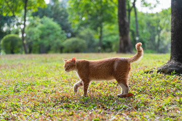 Wall Mural - Kitten walking on the grass in the park