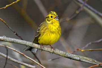 Poster - Goldammer // Yellowhammer (Emberiza citrinella)