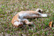 Kitten lying on the grass and resting