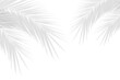 © fatima - Realistic shadow overlay effect. Natural palm leaf shadows isolated on transparent background. Coconut Leaf, foliage branch silhouette decoration. Design element object for Summer