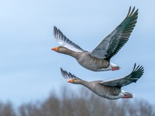 The Greylag Goose Or Graylag Goose Is A Species Of Large Goose In The Waterfowl Family Anatidae And The Type Species Of The Genus Anser. 