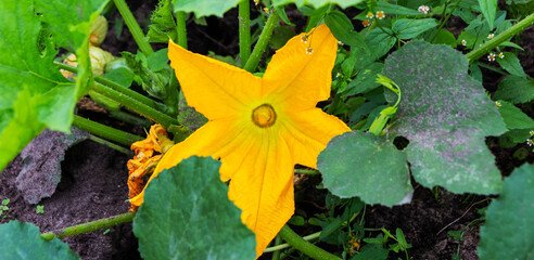 Sticker - Yellow flower of zucchini with green leaves in the garden in spring