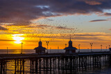 Fototapeta Zwierzęta - Blackpool sunset