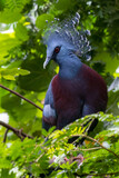 Fototapeta Zwierzęta - Victoria crowned pigeon (Goura victoria)