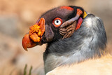 Fototapeta Zwierzęta - King vulture (Sarcoramphus papa)